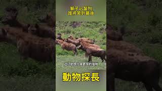 獅子vs鬣狗,誰將笑到最後 #動物世界 #獅子#鬣狗