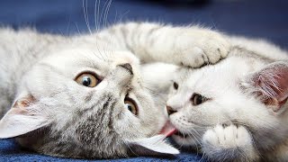 kucing lucu banget bikin ngakak - funny cats and kittens meowing
