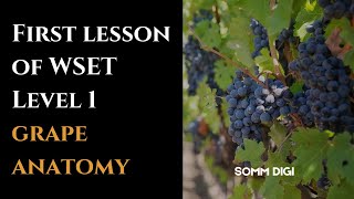 WSET Level 1: First lesson - grape anatomy #wset #wine #wsetlevel1 #grapes