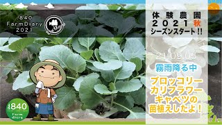 秋の苗植え】【840farmmovie】カリフラワー・ブロッコリー・キャベツの苗植えたよー！