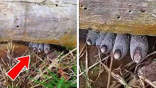 10 Times Nature Was Scarier Than a Horror Movie