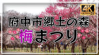 府中市郷土の森の梅まつり2023/03/01