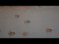 トモエガモ baikal teal の大群