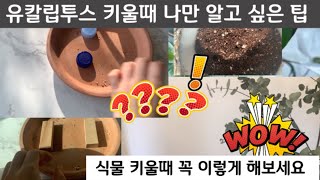 유칼립투스 ! 나만 알고싶은 팁들 대공개!! 3년키운 유칼립투스  폴리안 대품(Eucalyptus)