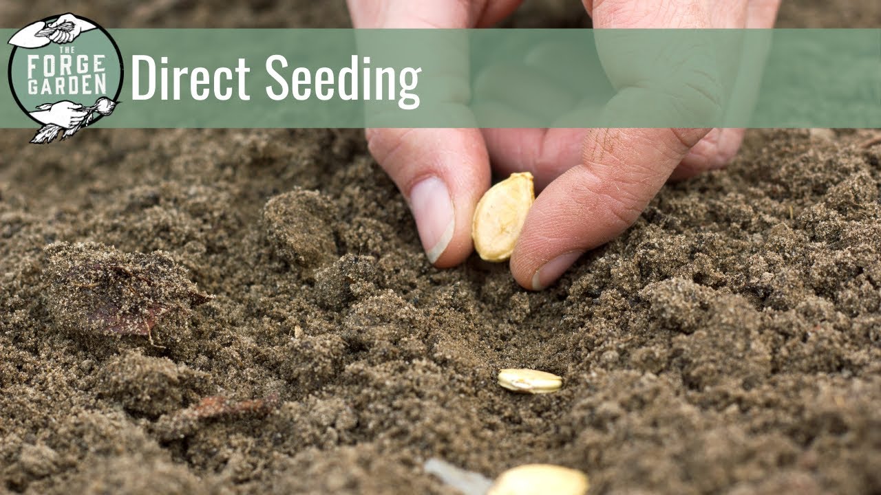 Direct Seeding Youtube