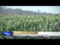 Zimbabwe Food Security: Bumper harvests bring hope to drought-stricken country