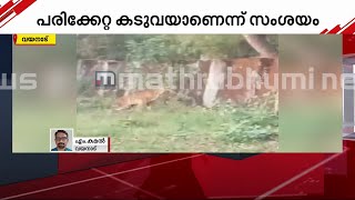 വയനാട് ജനവാസ മേഖലയിൽ കടുവയിറങ്ങി| Mathrubhumi News