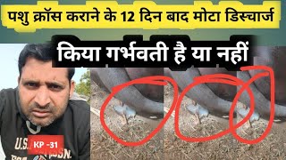 गाय भैंस क्रॉस कराने 12 दिन बाद मोटा डिस्चार्ज किया गर्भवती है या नहीं | discharge |garbhvati|KP-31