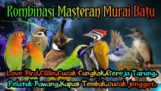 Kombinasi Masteran murai batu dan Burung Lomba #muraibatu #kicaumerdu