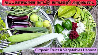 இந்த காய்கறிகள் நம்ம ஊரில் வளருமா!Organic Vegetables Grow in Our Home Garden|Vegetable harvest tamil