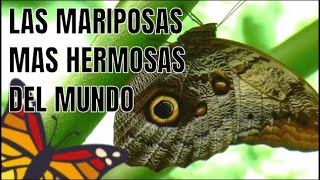 Las clases mariposas mas lindas, fascinantes y sorprendentes del mundo