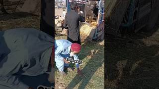 unloading buffalo 😱 #shortsviral  #buffalo #shere #youtube 👀 #reactionvideo