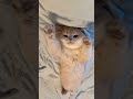 Really Cute 😍 This cat will sleep if its owner sings to it #cats #catlover #shortsvideo