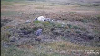 ~ Arctic Snowy Owl - Nesting - Sowy śnieżne ~ Alaska 24/07/2019