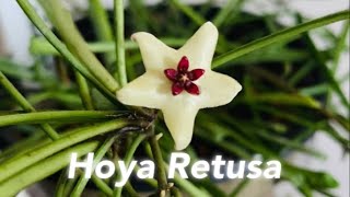 Hoya Retusa // Care // Propagation // Blooms 🌸