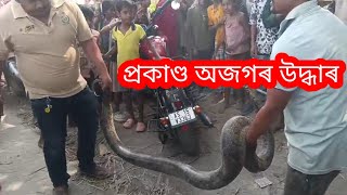 অজগৰ উদ্ধাৰ।।Python Rescue