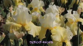 石橋あやめ園　ジャーマンアイリスⅠ　Ishibashi Ayame Garden German Iris１