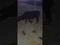 feeding my cows in the night