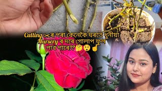 cutting ✂️ৰ পৰা কেনেকৈ ঘৰতে ধুনীয়া nursery ৰ দৰে গোলাপ ফুল পাব পাৰে?🤔😲|| how to grow a Rose plant.