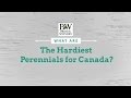 The Hardiest Perennials for Canada