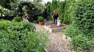 Planting Fall Crops, Cucumber Salad & Harvesting More Potatoes! 🥒🥔 // Garden Answer