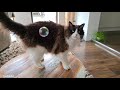 cats vs catnip bubbles