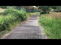 野良猫の餌やりさんに遭遇したけど餌がもはや残飯なのでは・・・