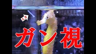 必見！！タツノオトシゴのお食事シーン