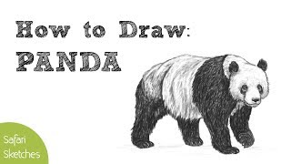 How to Draw a Panda | Realistic, Step by Step