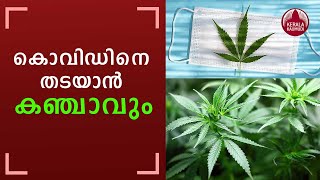 കൊവിഡിനെ തടയാന്‍ കഞ്ചാവും | Cannabis for COVID-19 protection