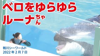 ベロをゆらゆら　ルーナちゃん【2022年2月7日】Orcas at Kamogawa Sea World in Japan