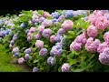 4K HDR Video - Beautiful Hydrangea Flowers And NAN LIANG GARDEN