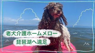 【老犬介護ホームメロー】琵琶湖へ遠足（前編）