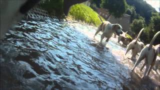 Kamerahund Ignatz beim Hundetraining mit der Meute...