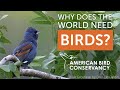 #BecauseBirds: The World Needs Birds