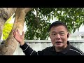 how to prune a big mango tree more fruit u0026 less disease.