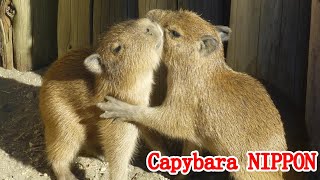 Baby capybaras in Aloha Garden TATEYAMA 2016