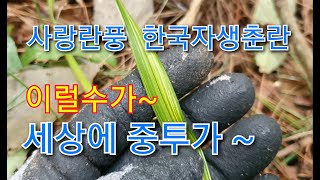 한국자생춘란 자생지에서 세상에 중투가 이럴수가 있나요~ㅠㅠ