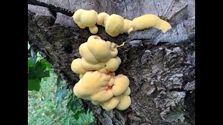 Identifying Young Chicken of the Woods, Laetiporus sulphureus