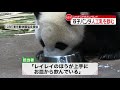 【双子パンダ】レイレイの方が上手？お皿に口つけ人工乳を飲む 上野動物園