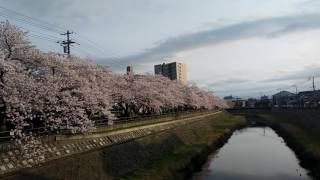 ウェザーリポート動画0410「夕陽と桜土手のコラボ」＠鳥取市 17時18分頃