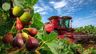 How Japanese Farmers Harvest Giant Figs: Innovative Cultivation Technology