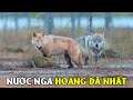 Động Vât Hoang Dã Nước Nga [REPLAY] | Khám Phá Thế Giới Động Vật Hoang Dã