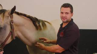 Neck Injections at Performance Equine Veterinary Services