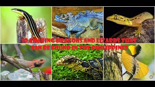 10 AMAZING DRAGONS AND LIZARD IN THE PHILIPPINES | LIVING DRAGONS