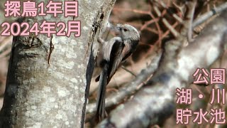 2024年2月 近場探鳥