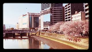 的場交差点〜荒神橋〜猿猴川東部河岸緑地 広島市南区的場町〜猿猴橋町〜松原町 2019年4月6日15時49分ごろ