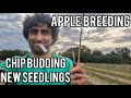 Keepers Nursery apple breeding project. new seedling varieties mid August.