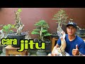 Cara Membuat Bonsai Dengan Cepat