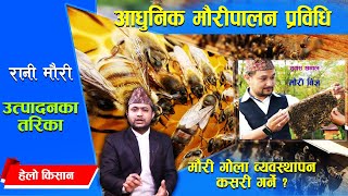 मौरी गोला व्यवस्थापन कसरि गर्ने ? रानी मौरी उत्पादन प्रविधि | Subash Khanal